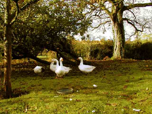 The Geese