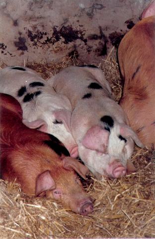 Tamworths and Gloucester Old Spot pigs