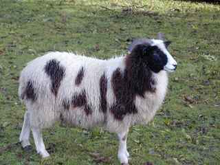 The Jacobs sheep