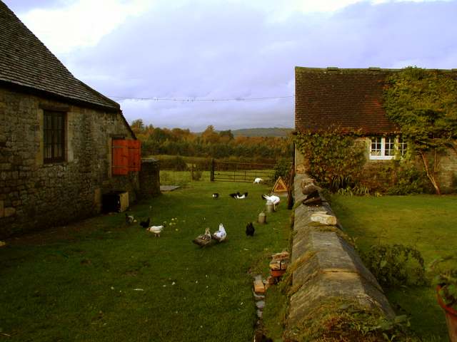 Poultry